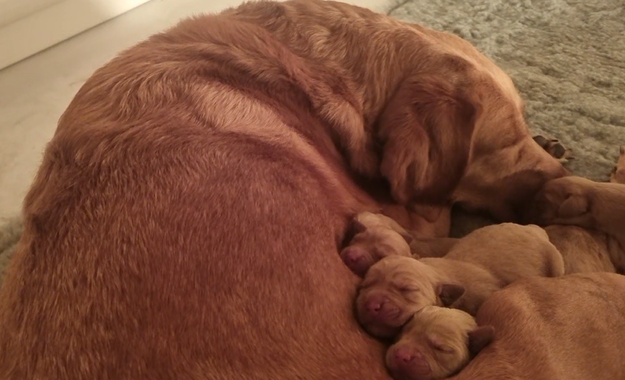 labpups